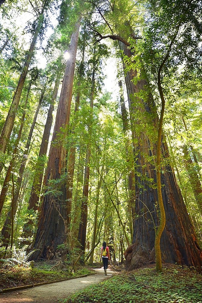 Redwoods Friday offers free admission to state parks