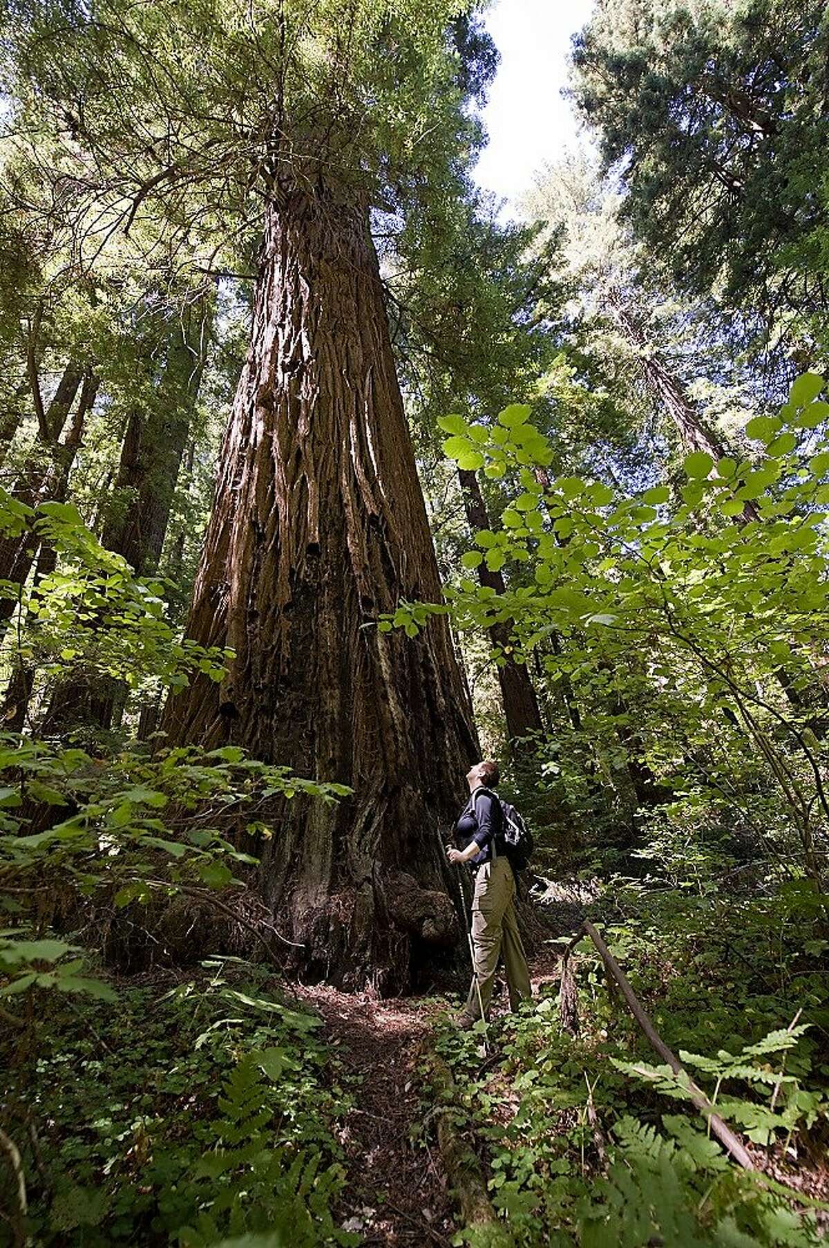 A hiker explores Portola Redwoods State Park, which has reopened after the wildfire.