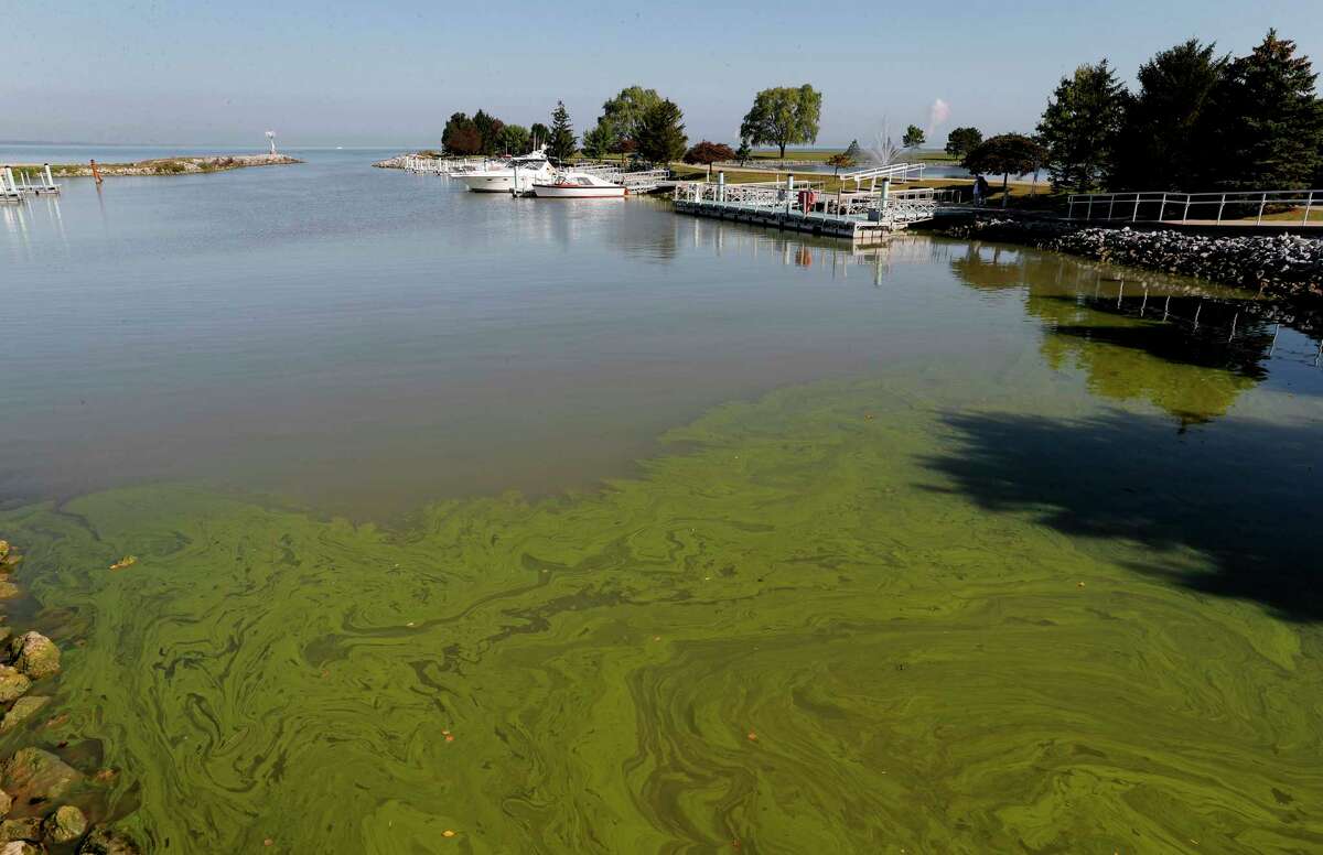 Algae floats in the water at the Maumee Bay State Park marina in Lake Erie in Oregon, Ohio, on Friday, Sept. 15, 2017. Pungent, ugly and often-toxic algae is spreading across U.S. waterways, even as the government spends vast sums of money to help farmers reduce fertilizer runoff that helps cause it. (AP Photo/Paul Sancya)