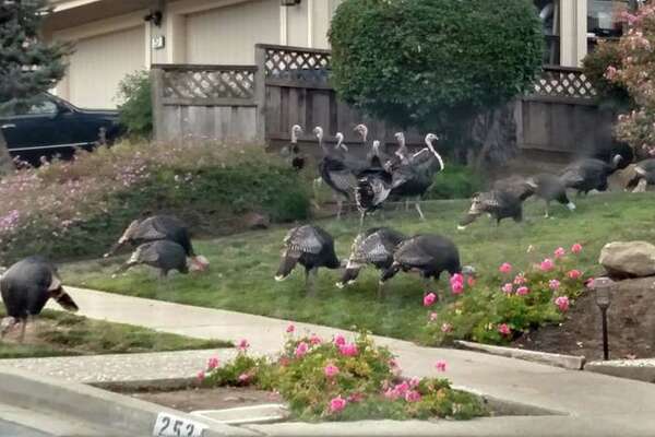 Wild Turkeys Thriving In The Bay Area Suburbs Pooping Everywhere