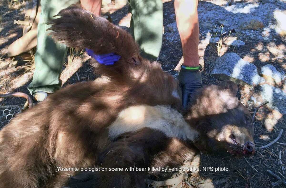 Four black bears have been struck by motor vehicles in the last three weeks, Yosemite National Park officials said.