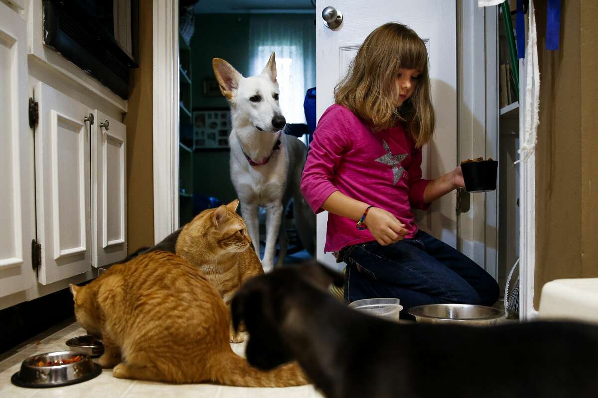 Ava Pettit, 8, feeds her pets, in Webster.