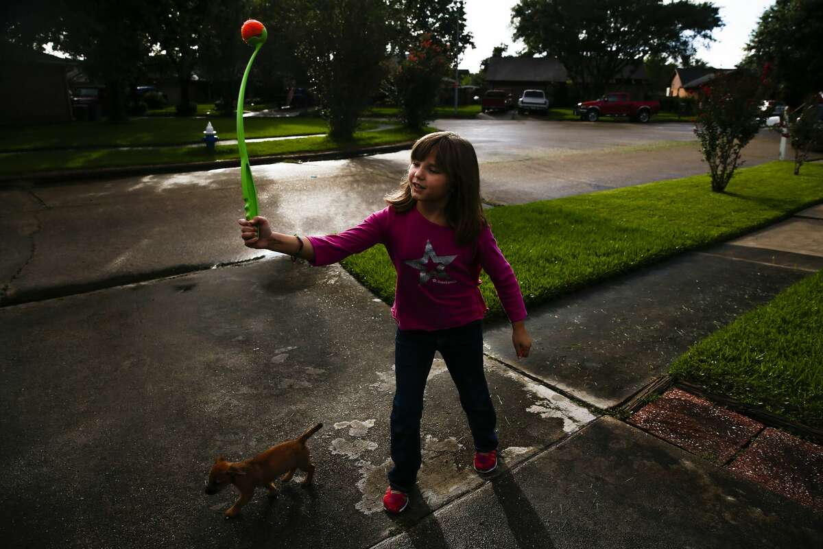 Ava Pettit, 8, throws a ball for her dogs Tuesday, in Webster.