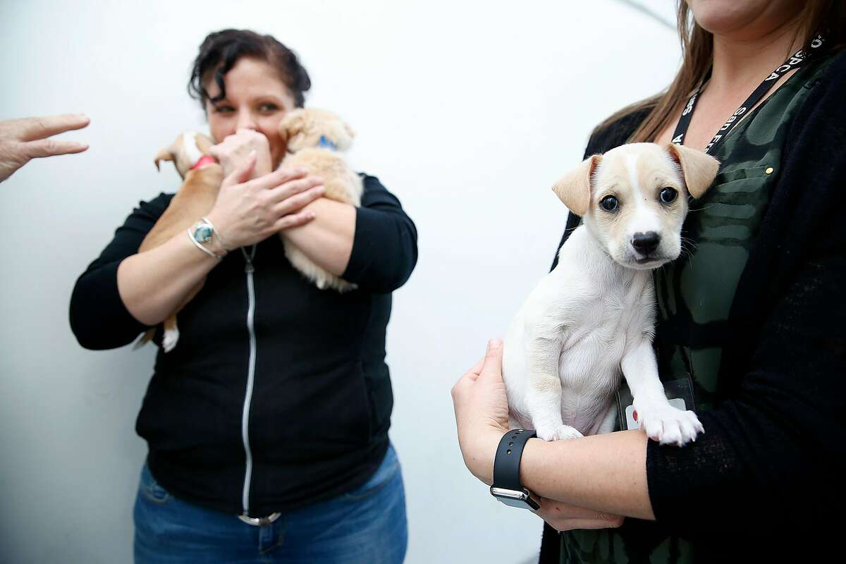 Animal client care associate and adoption counselor Karen Hernandez (left) carries Turkey (left) and Yams (right) with Potato at right at the SPCA on Friday, November 17, 2017, in San Francisco, Calif. All two month old puppies will be up for adoption at Macy's.