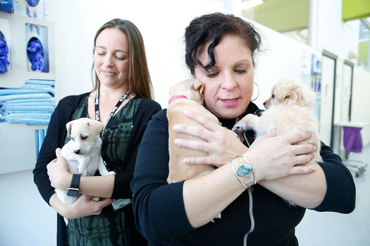 Animal client care associate and adoption counselor Karen Hernandez (right) carries Turkey (left) and Yams (right) with Potato at left being carried byKrista Maloney at the SPCA on Friday, November 17, 2017, in San Francisco, Calif. All two month old puppies will be up for adoption at Macy's.