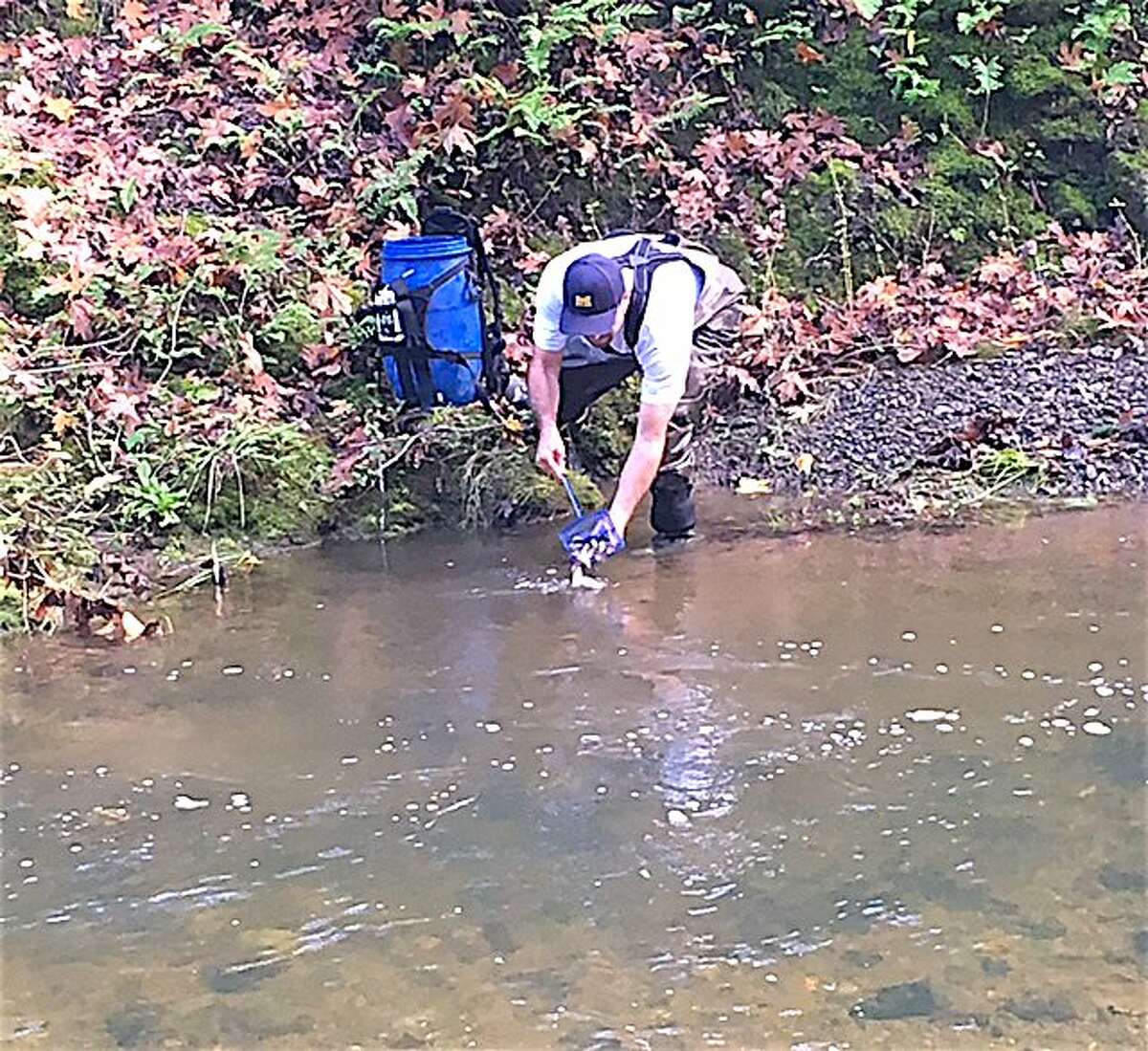 A volunteers releases coho salmon smolt into Porter Creek, a tributary to the Russian River in Sonoma County, to help jump-start the river's coho restoration.