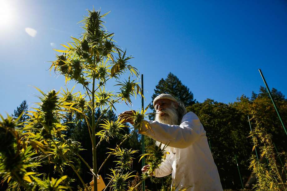 Big-farm takeover feared under California’s new pot rules - San ...