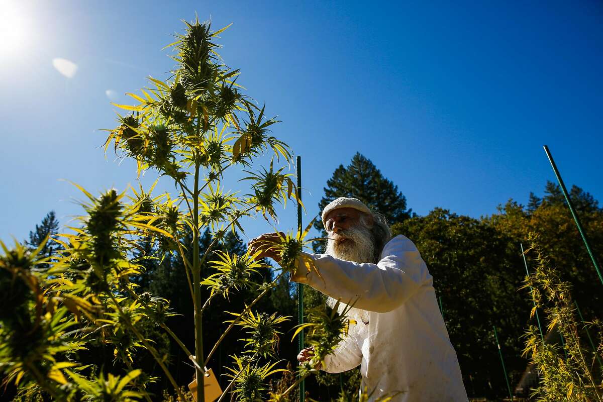 Swami Chaitanya, who co-founded the cannabis brand Swami Select, tends to his cannabis plants on his farm in Humboldt County on Oct. 8, 2017.