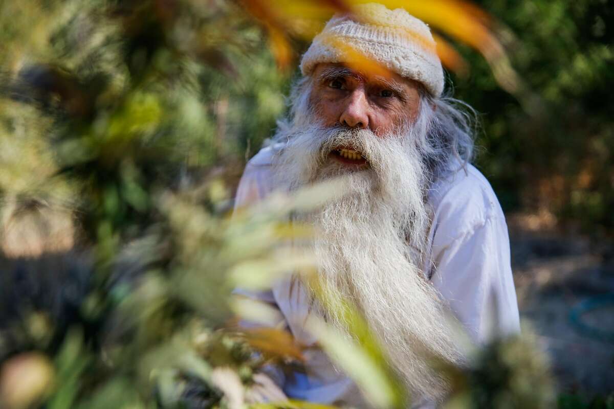 Swami Chaitanya, who co-founded the cannabis brand Swami Select,  looks at a cannabis plant on his farm in Humboldt County on Oct. 8, 2017.