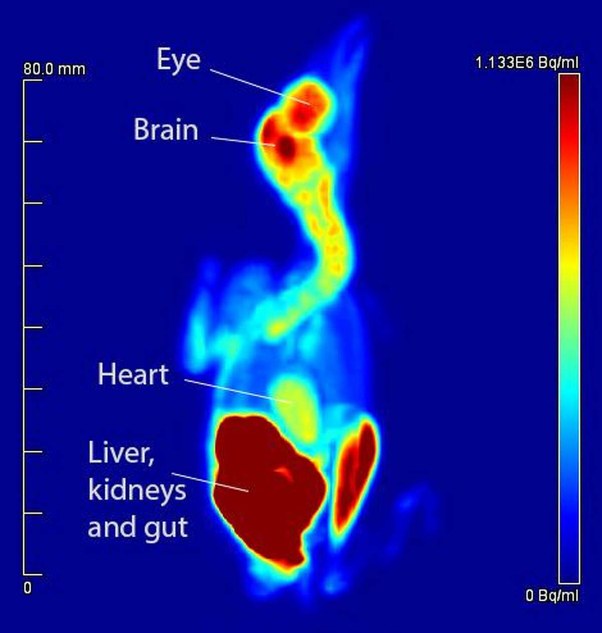A PET scan of a female house sparrow after it has been treated with a reproductive hormone and exposed to 20 minutes of the song of a male sparrow. The experiments found that female sparrows reacted less to songs of other species, indicating that females may “une out”the song of other males to hone in on prospective mates. Females did not show this selectivity when they were not treated with the reproductive hormone.