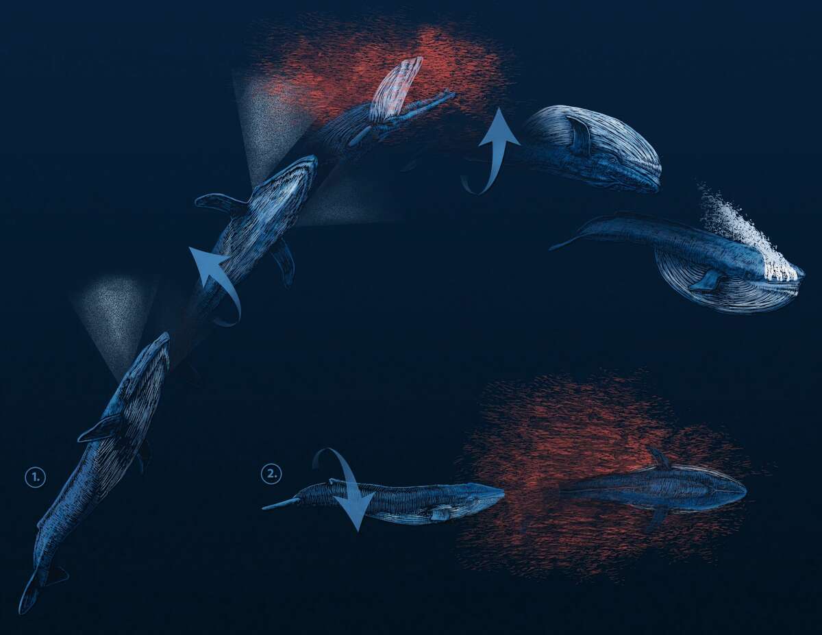 An artist's rendering of the two types of barrel rolls that blue whales employ in order to catch prey. The top graphic demonstrates the whales' behavior at shallow depths; the lower graphic shows how whales feed at lower depths.