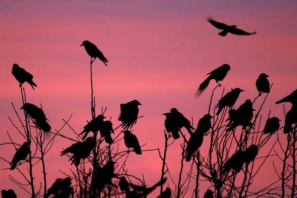 Crows Picking Over Prairie Burn On >> Just Like Millennials Raven Crow Populations Have Exploded In The Crows Picking Over Prairie Burn On >> Just Like Millennials Raven Crow Populations Have Exploded In The