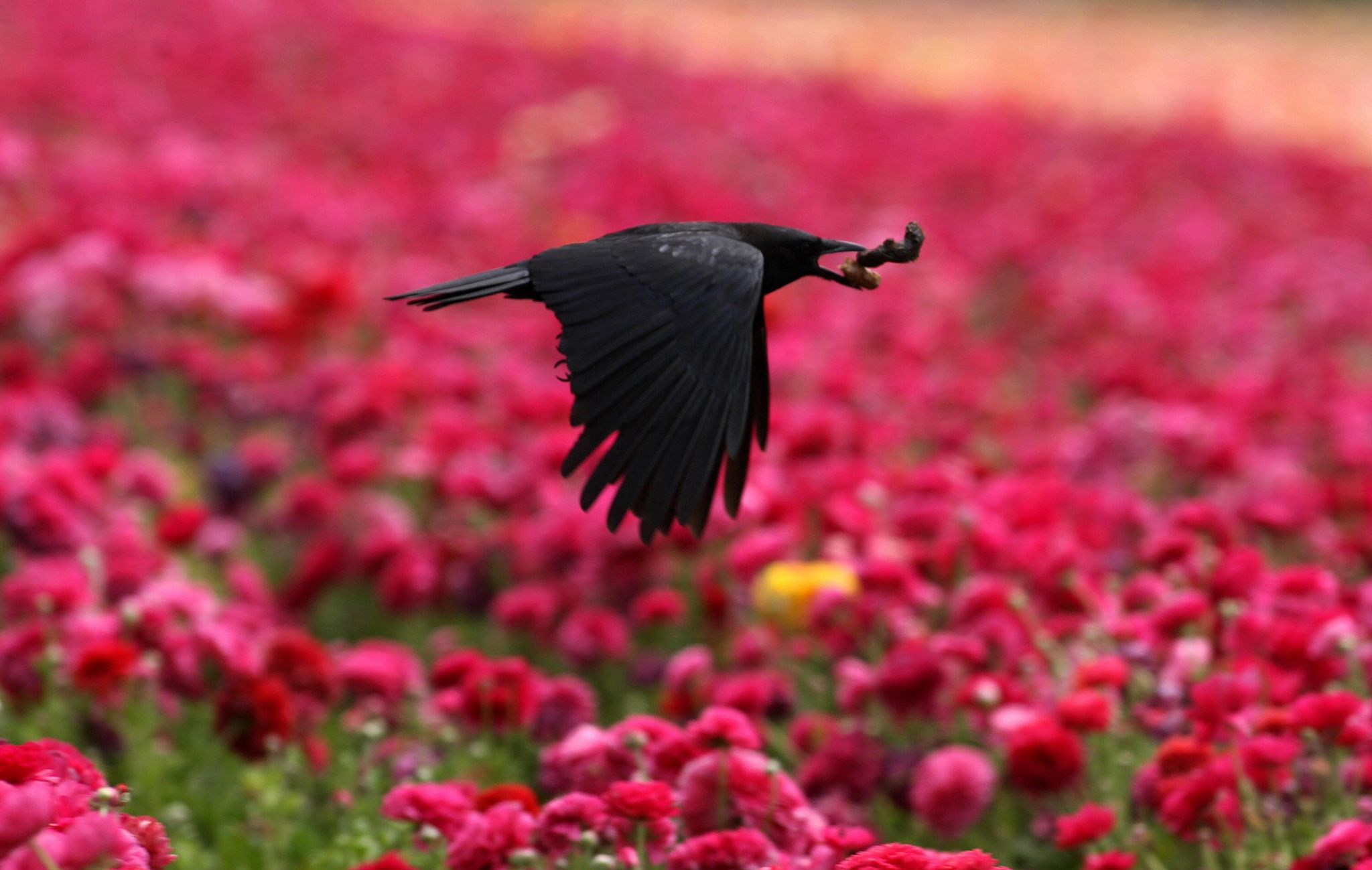 They're everywhere! Crows, ravens overrun Bay Area – The Mercury News