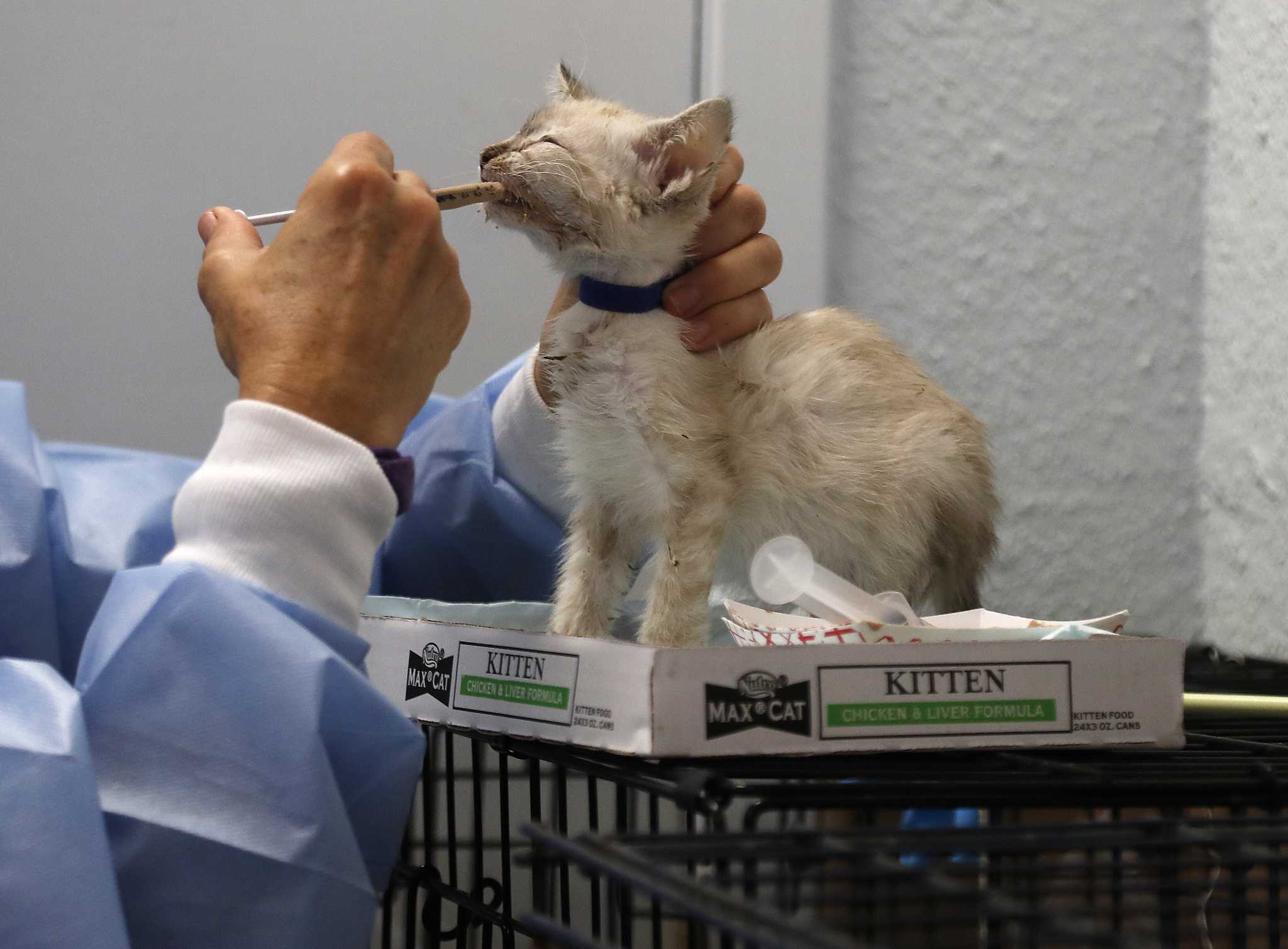 Lance McCullers has a passion for helping animals through pet rescue group