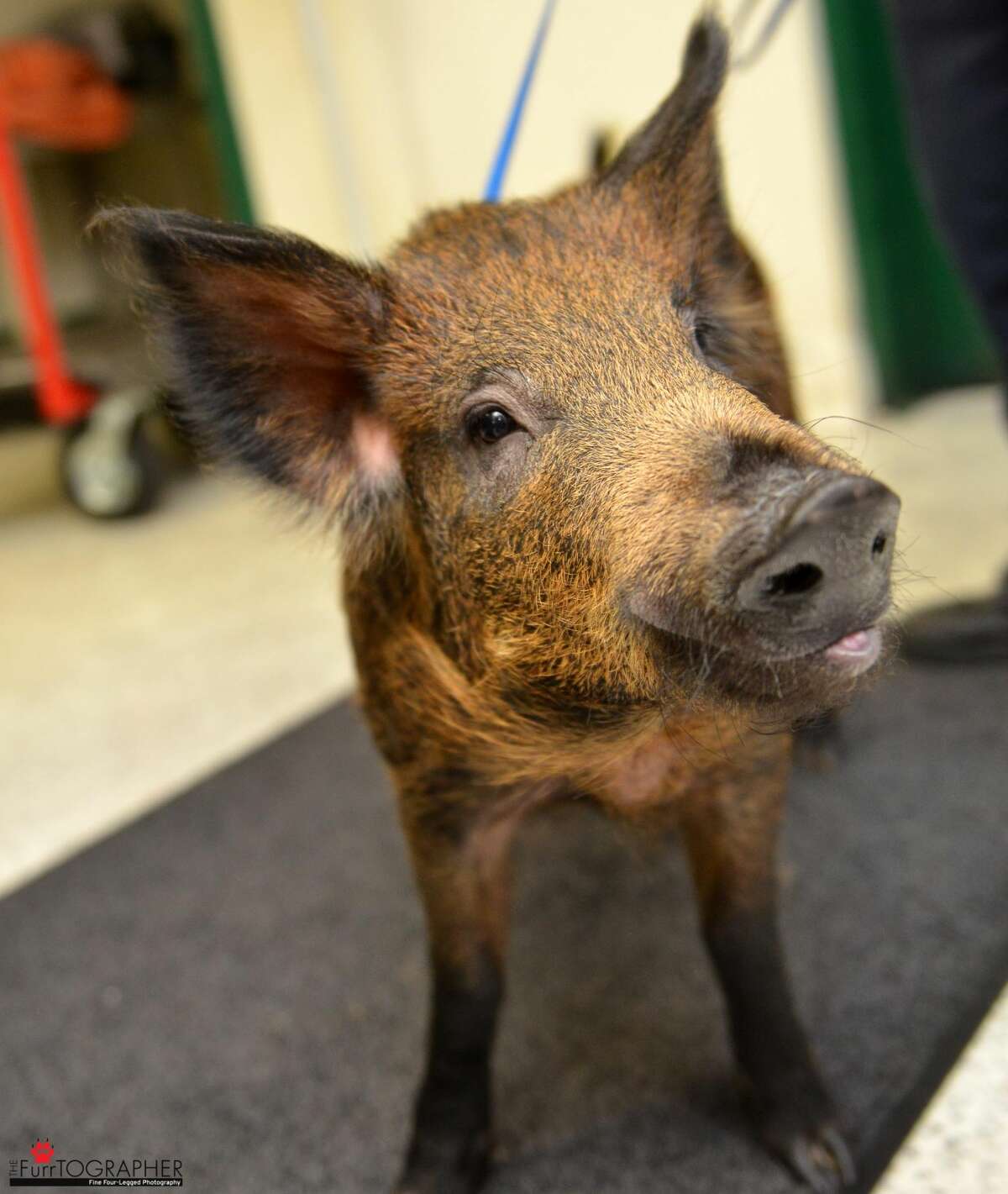 Update: Wild boar kept as SF house pet finds new, more suitable home