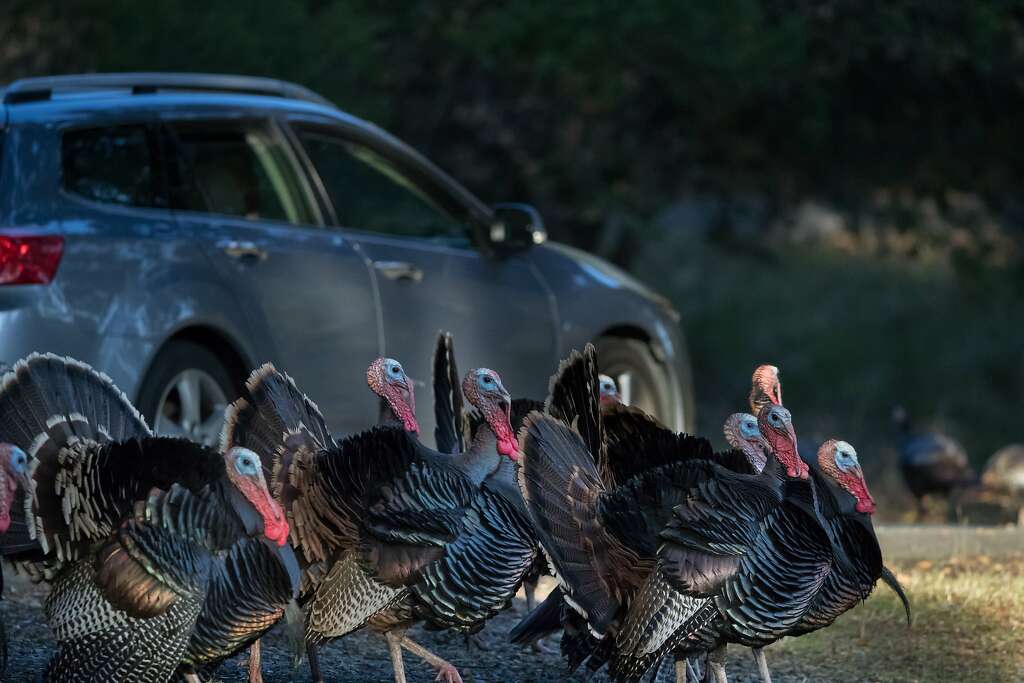 Wild turkeys roam Lafayette Reservoir near a parking lot road with departing cars on Sunday, Nov. 19, 2017 in Lafayette, CA. Photo: Paul Kuroda, Special To The Chronicle
