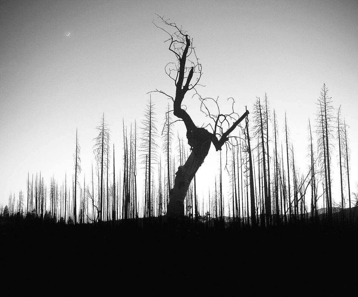 FILE -- Standing dead trees, called snags, line a field that burned during the Rim Fire in California, July 7, 2016. A scientific debate is intensifying over whether too much money and too many lives are lost fighting forest fires, which biologists say are beneficial to hundreds of plants and animals. (Noah Berger/The New York Times)