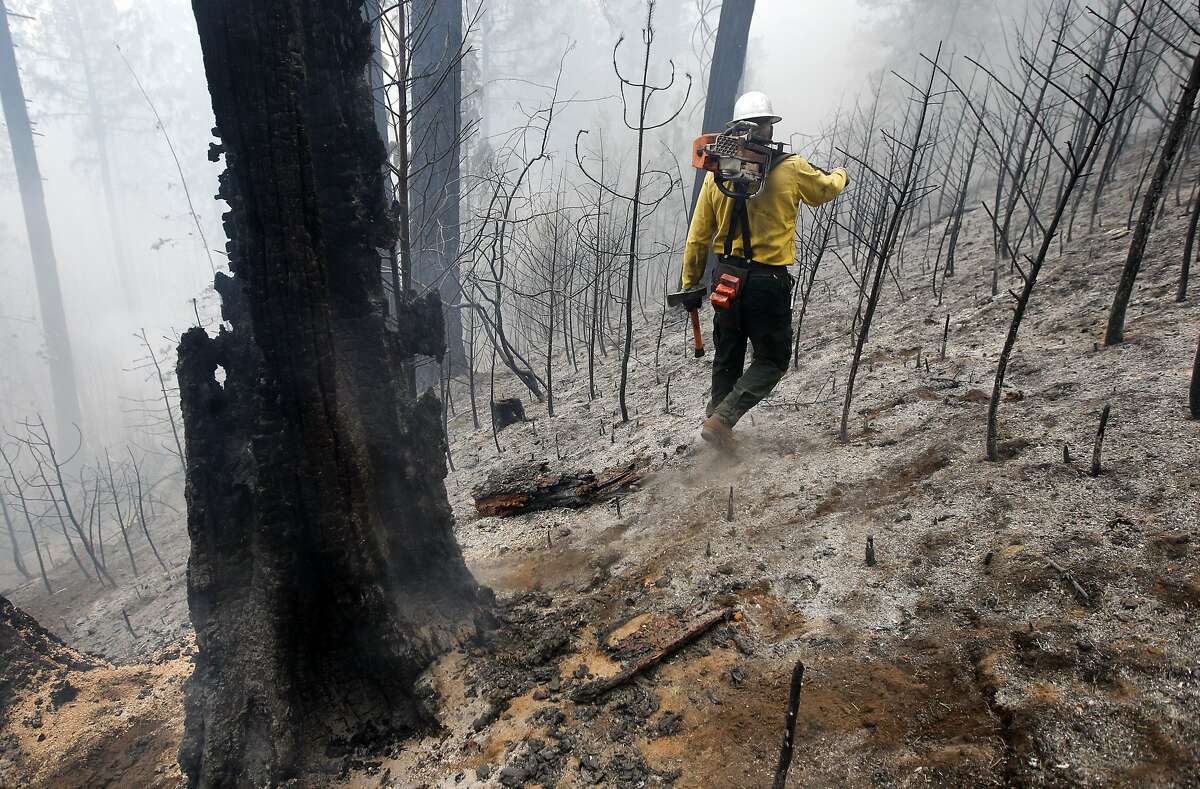 Faller Craig Morgan who is responsible for cutting down unstable burned trees walks through a burned area off of Packard Canyon Rd. near Groveland, Ca., as the 16,000 acre Rim Fire continues to grow on Wednesday August 21, 2013.
