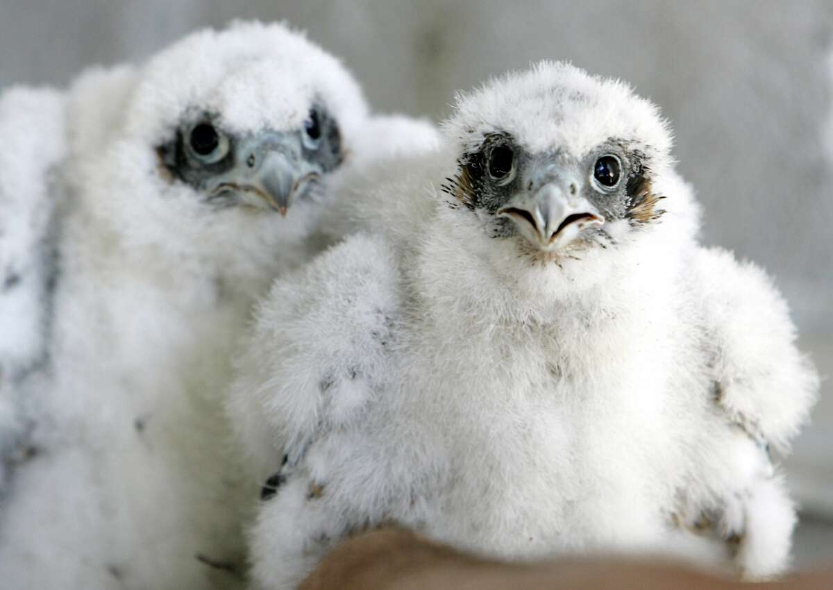 FILE - A pair of young peregrine falcons stare at University of California Santa Cruz biologist Glenn Stewart before being banded in their nest on the 33rd floor of the PG&E building in San Francisco, in this May 12, 2009 file photo. After decades of scrambling on the underside of California bridges to pluck endangered peregrine falcon fledglings teetering in ill-placed nests, inseminating female birds and releasing captive-raised chicks, wildlife biologists have been so successful in bringing back the powerful raptors that they now threaten Southern California’s endangered shorebird breeding sites. (AP Photo/Eric Risberg, File)