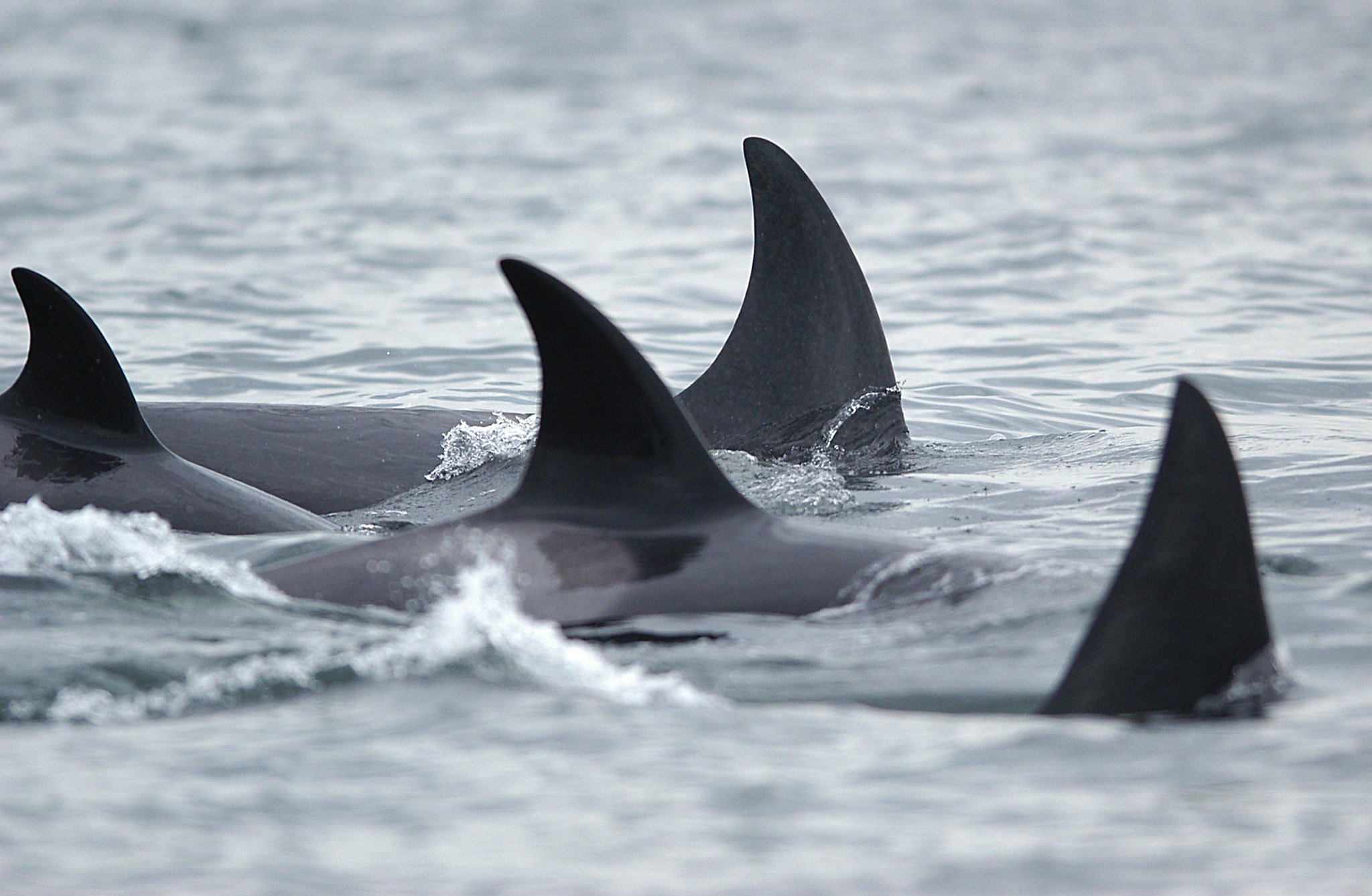 Turtle shark. Killer Whale and Penguins. Animal swimming circle. Turtle Shark отзывы.