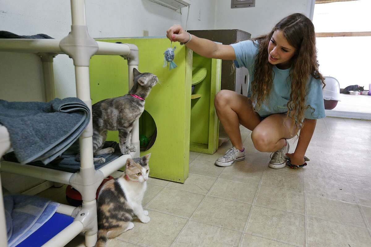 Kaitlynn Pike plays with Poptart (top) and Anastasia in the cat room at the the Animal Defense League of Texas.