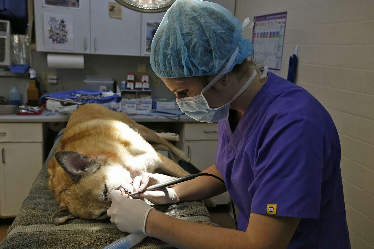 Veterinarian Robyn Barton gives Lola a dental cleaning at the ADL’s state-of-the-art clinic.