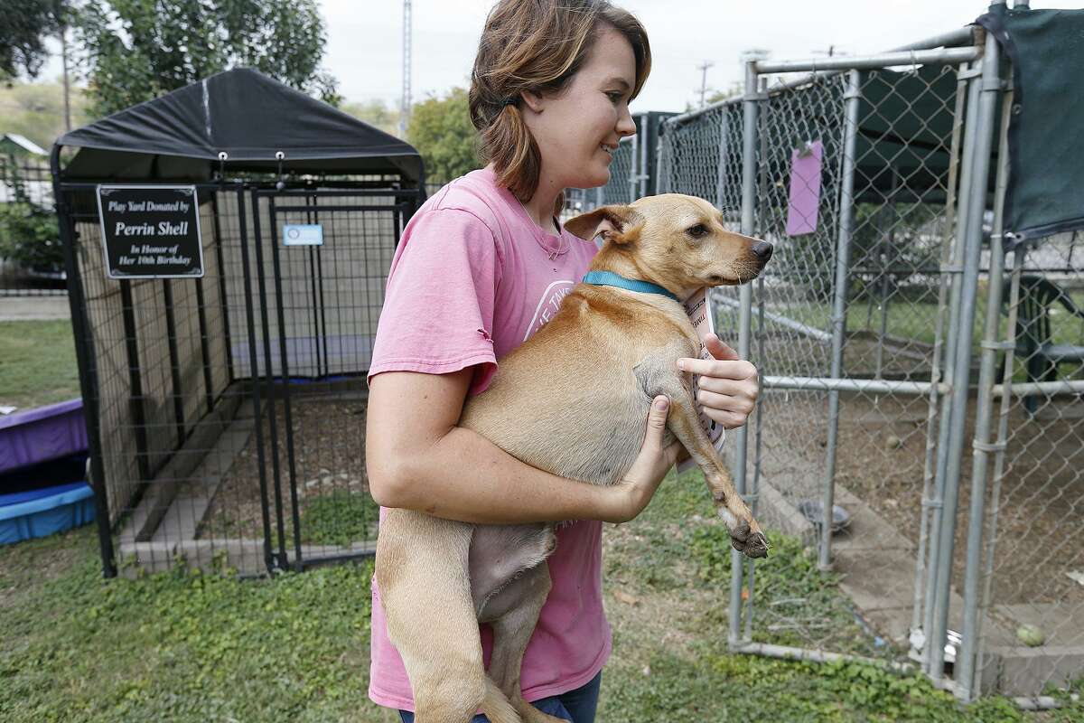 Animal Defense League of Texas lead kennel tech Katie Mozisek moves "Frogger" to a play yard Thursday Nov. 2, 2017.
