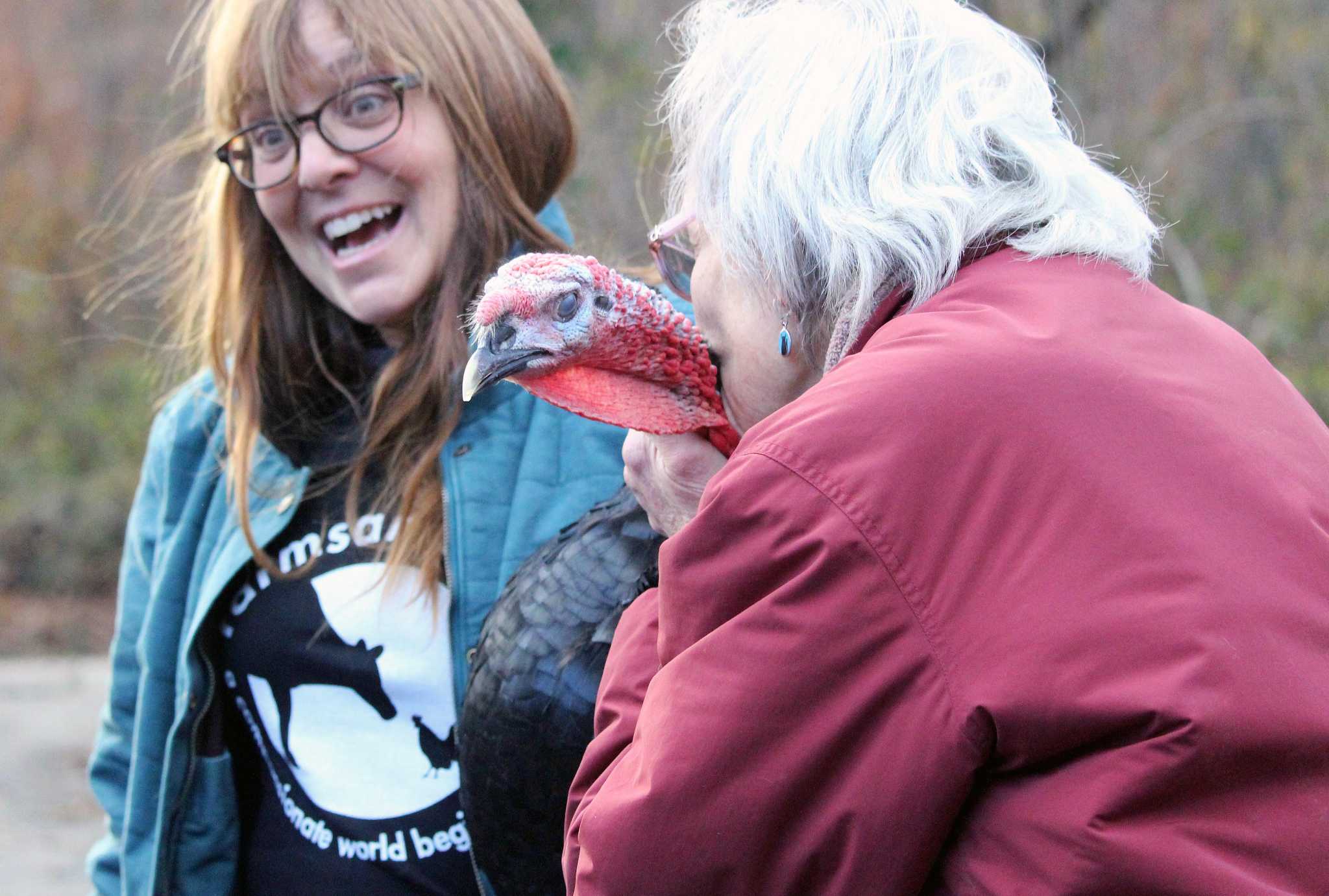 Turkeys dropped from Arkansas plane find refuge in Fairfield