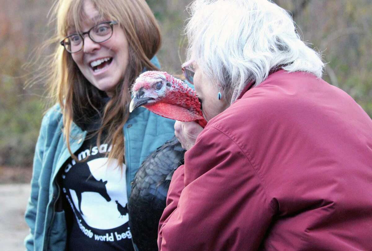 Turkeys dropped from Arkansas plane find refuge in Fairfield