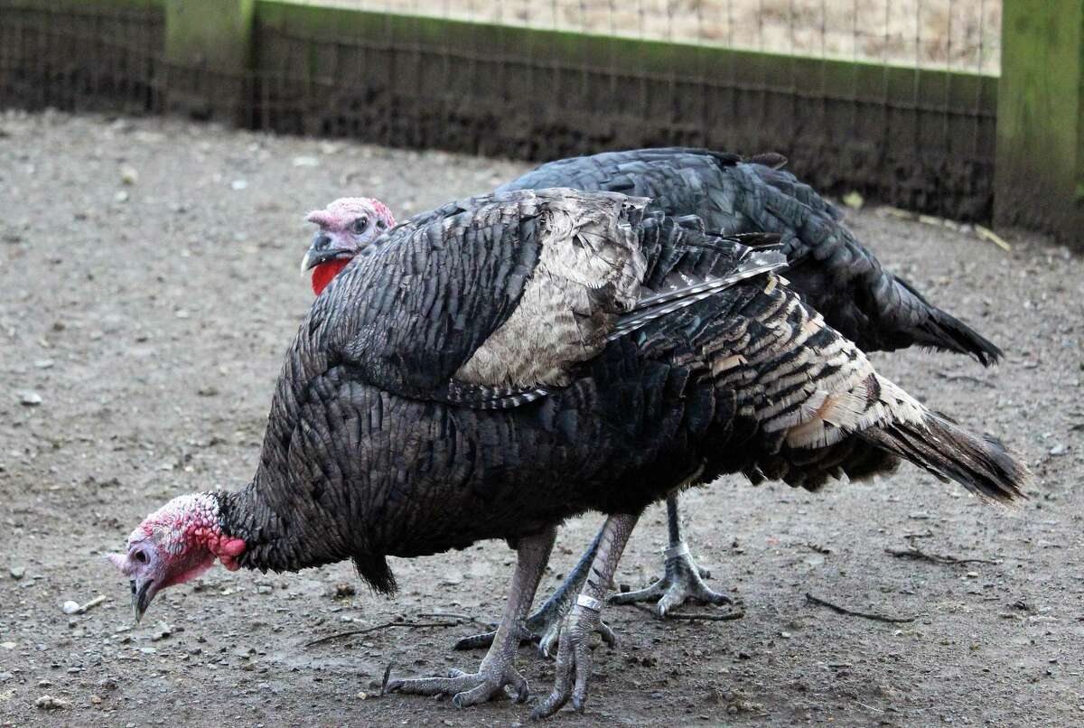 Turkeys dropped from Arkansas plane find refuge in Fairfield