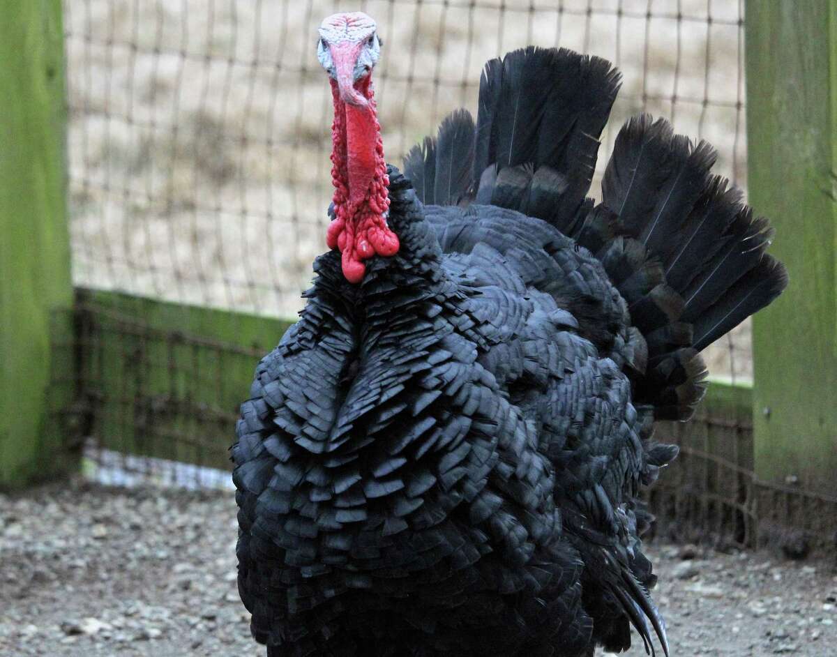 Turkeys dropped from Arkansas plane find refuge in Fairfield