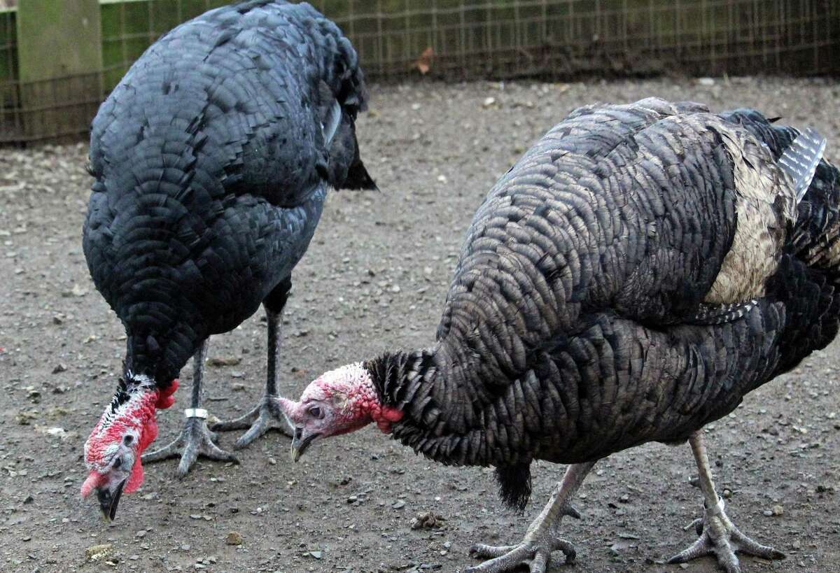 Turkeys dropped from Arkansas plane find refuge in Fairfield