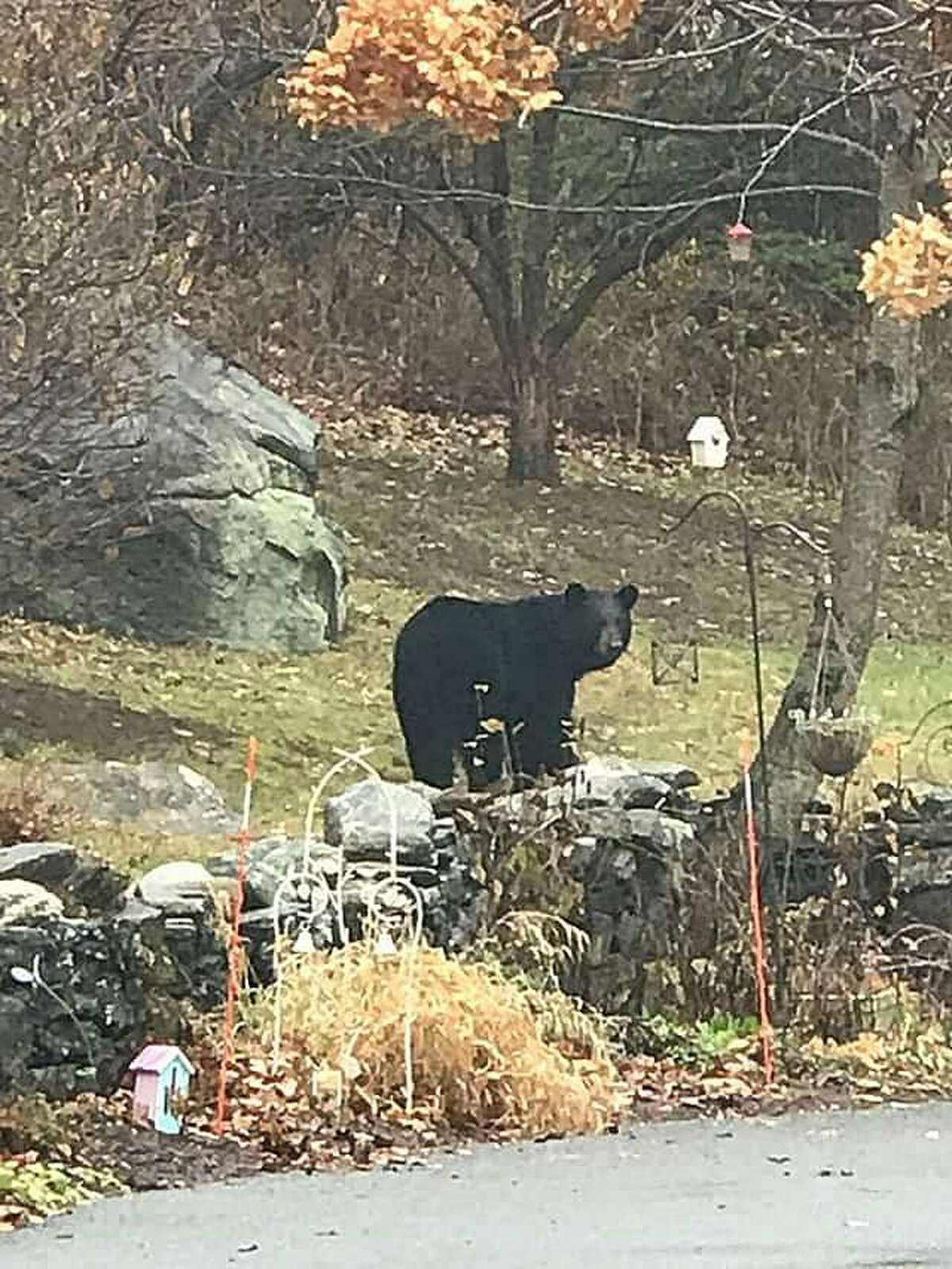 Bear sightings in Connecticut