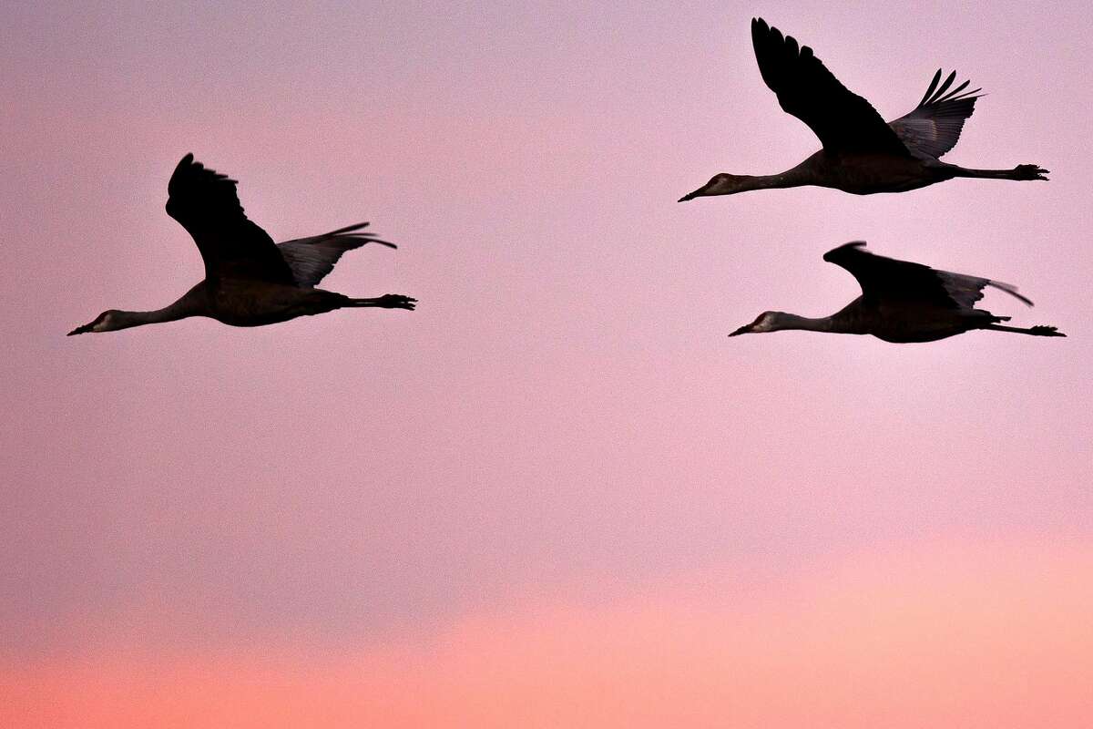 A flock of geese fly at the Woodbridge Ecological Reserve on Saturday, Nov. 18, 2017, in Lodi, Calif. The Department of Fish and Wildlife will phase in a state Land Pass over the next three months that will provide access to more than 40 state wildlife areas and ecological reserves to broaden wildlife funding beyond fishermen and hunters.