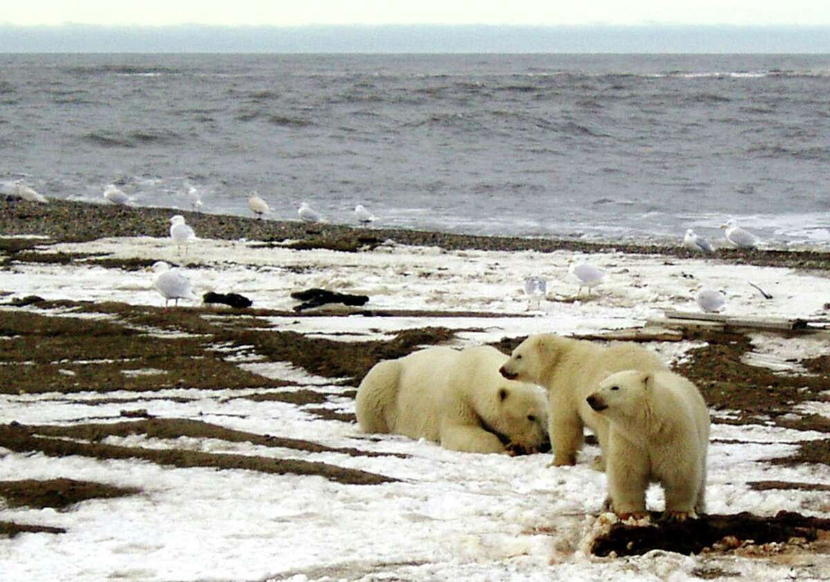 A polar bear sow and two cubs are seen on the Beaufort Sea coast within the 1002 Area of the Arctic National Wildlife Refuge in this undated handout photo provided by the U.S. Fish and Wildlife Service Alaska Image Library on December 21, 2005. U.S. Senate Democrats succeeded in blocking, for now, a Republican plan to allow oil drilling in the 1002 area of the Arctic National Wildlife Refuge (ANWR) as part of a massive $453 billion war-time military spending bill. EDITORIAL USE ONLY REUTERS/HANDOUT/U.S. Fish and Wildlife Service