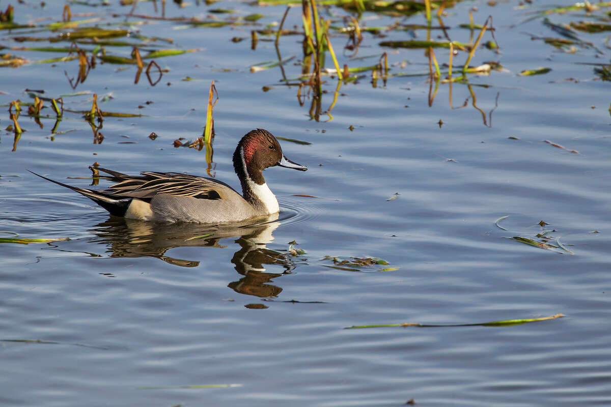 Wintering waterfowl, like northern pintail, can be seen on the water﻿ at Sheldon Lake State Park & Environmental Learning Center in northeast Houston.﻿