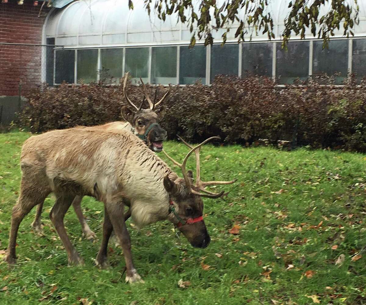 Pair of reindeer visiting Beardsley Zoo