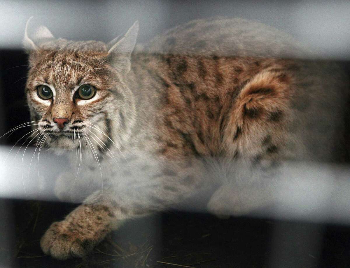 A bobcat trapped in a snare at the Billings, Mont., airport looks out of his crate before being released east of Shepherd, Mont. Fur trappers are asking a federal judge to throw out a lawsuit from wildlife advocates who want to block the export of bobcat and gray wolf pelts from the United States.