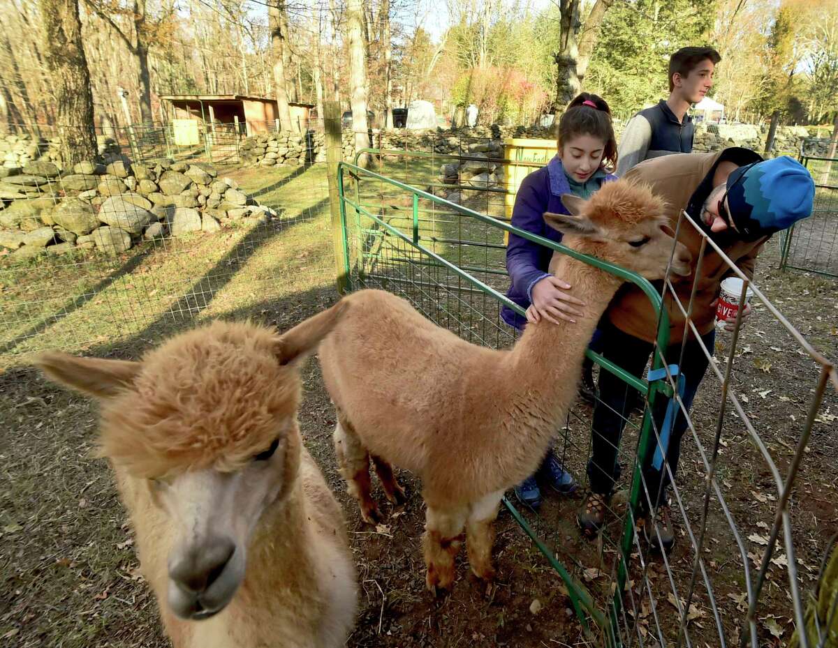 Killingworth, Connecticut - Sunday, November 26, 2017: Vincent Esposito of Guilford with his children Ella, 12, and Gianni, 15, pet the soft fiber-like fur of alpacas Sunday at New England Apacas in Killingworth during the alpaca farm's Holiday Open House. New England Alpacas has been breeding alpacas successfully since 1996. The herd consists of full Peruvian and Peruvian/Bolivian huacaya crosses, according to the farm's website.