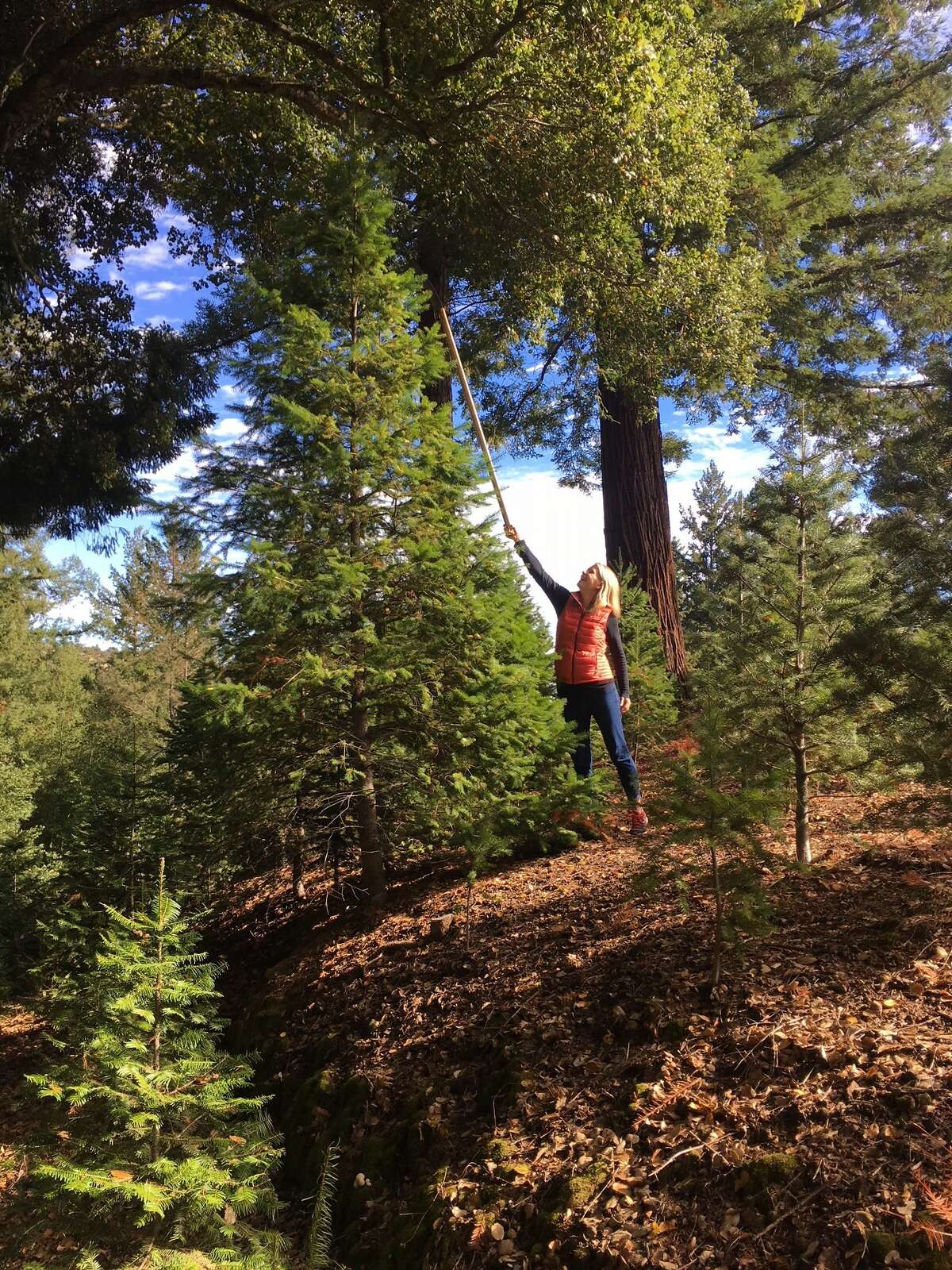 The Christmas tree shortage is real. Here’s why your tree could be from