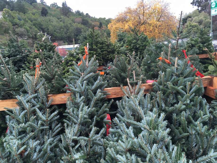 The Christmas Tree Shortage Is Real Here S Why Your