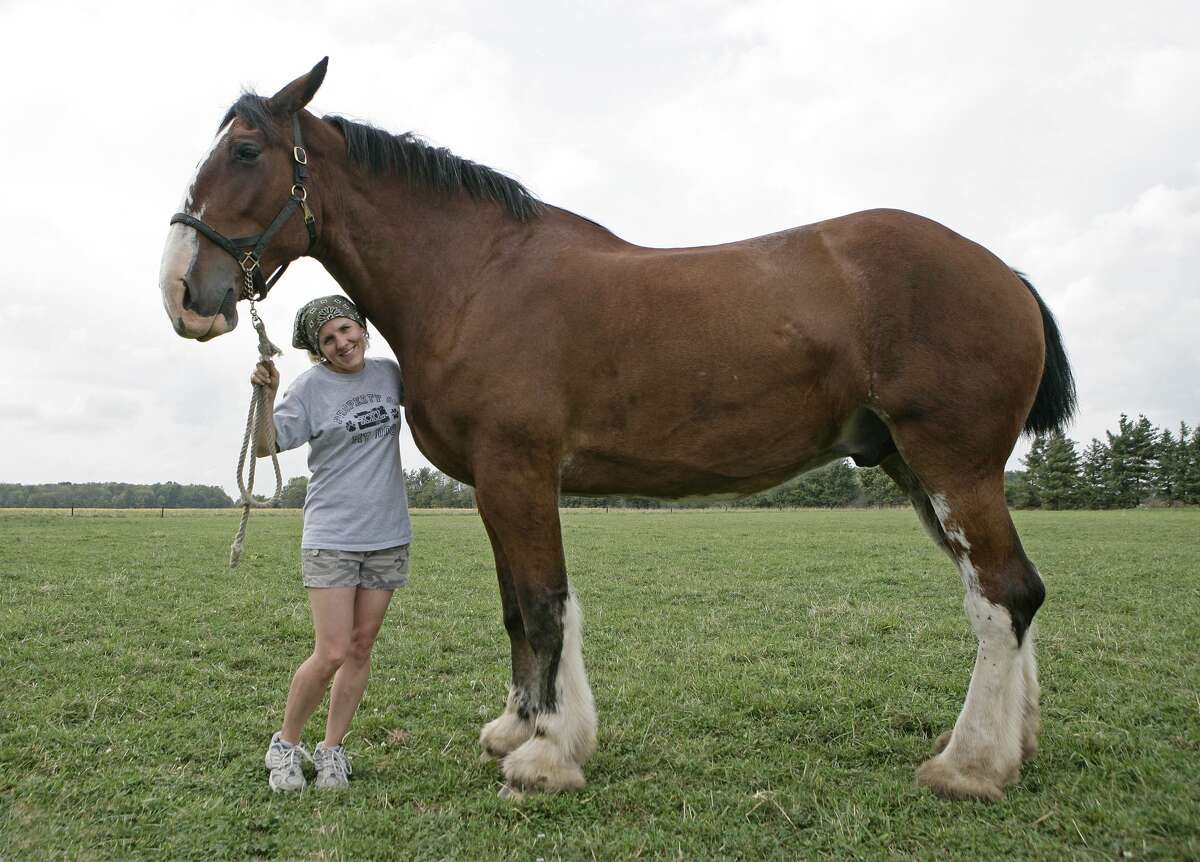 A look back at the world's largest objects, animals, and events