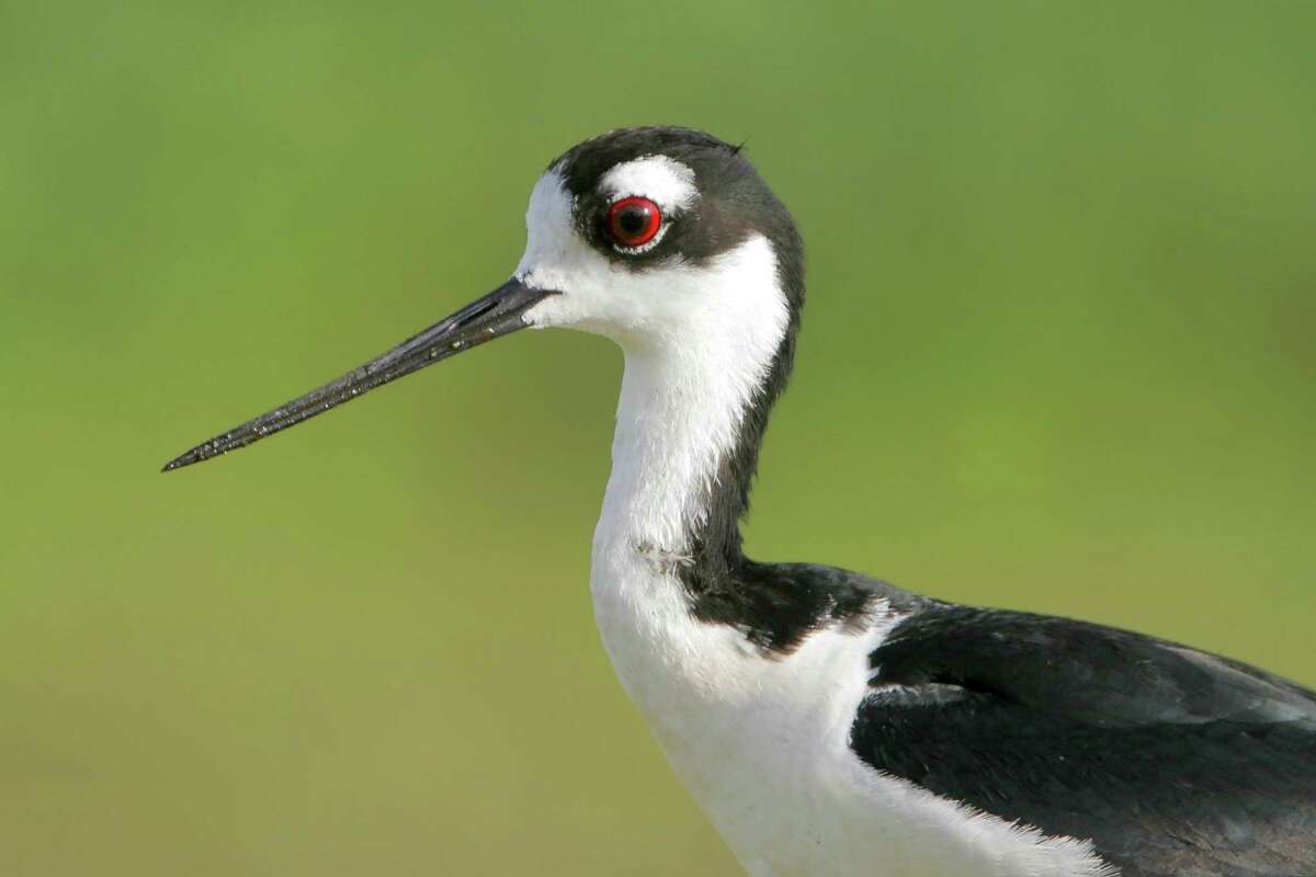 The Katy Prairie is home to a variety of birds including the black-necked stilt.