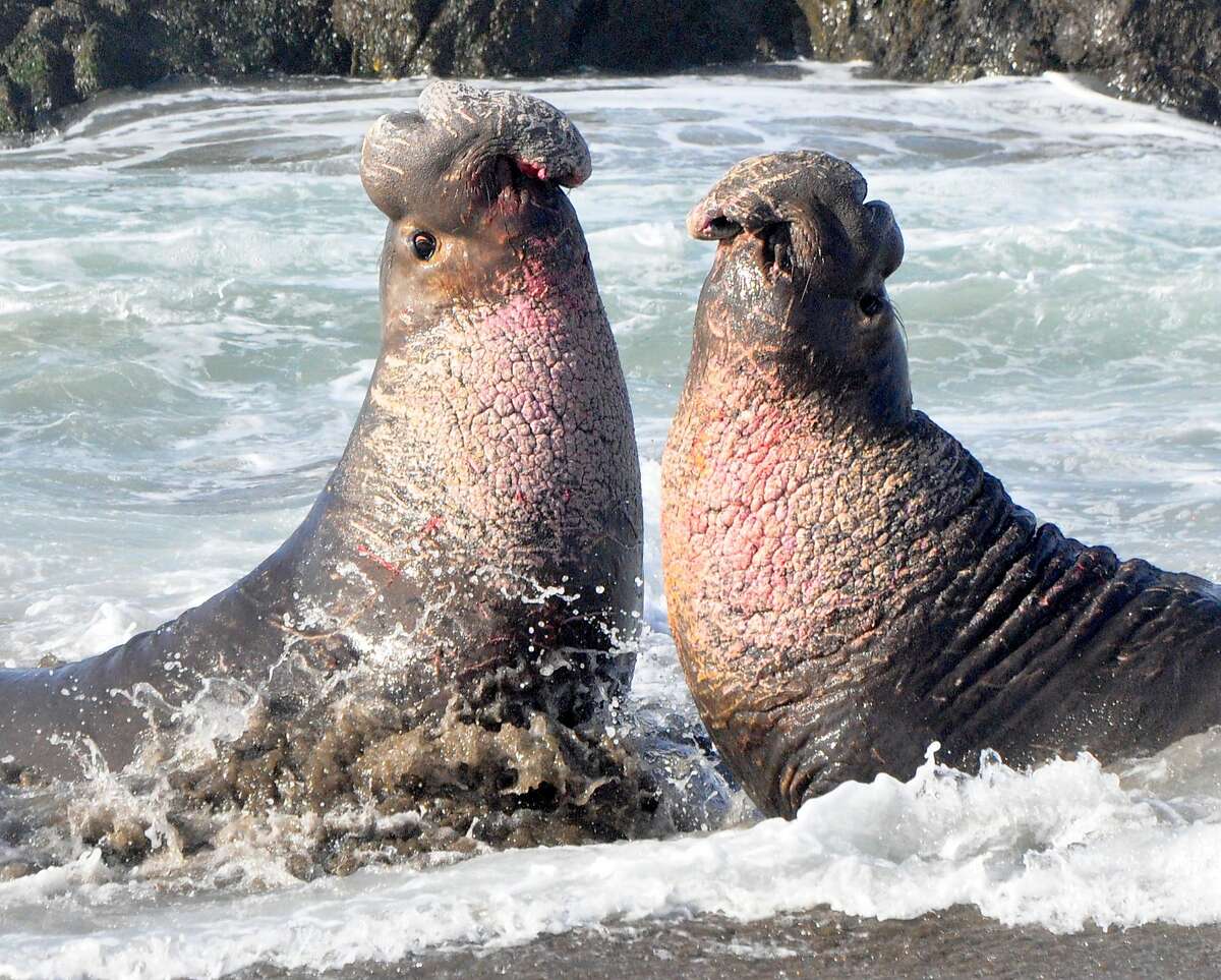 At Ano Nuevo State Park, two big bull elephant seal rise up to fight for a harem and right to mate -- they slam their teeth into the others' necks; you can see the blood on the mouth of the bull on the left