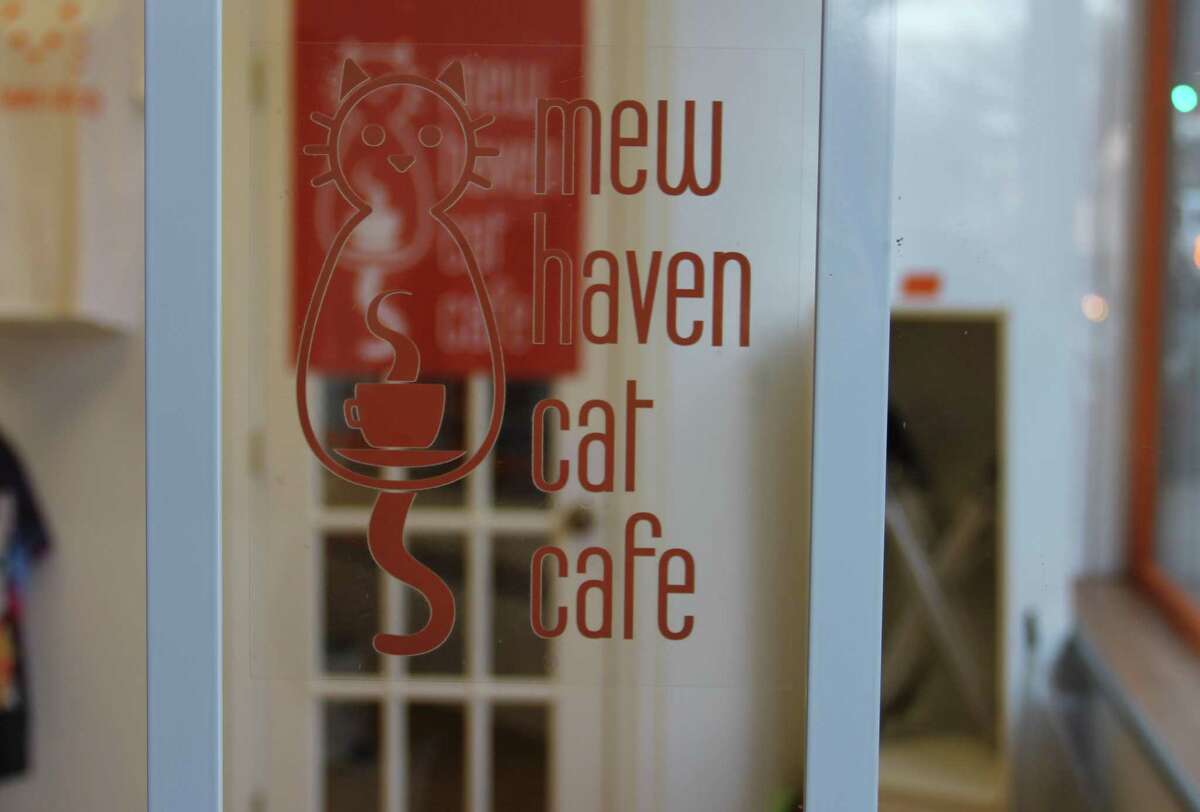 Cat cafe opens in New Haven’s Westville neighbhorhood
