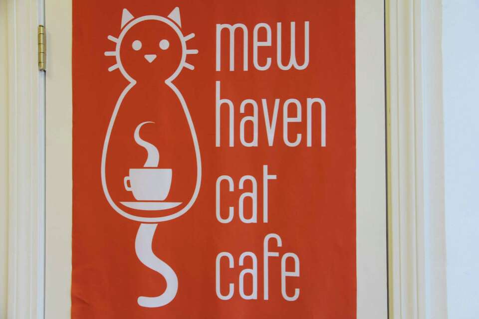 Mew Haven Cat Cafe now officially open in New Haven