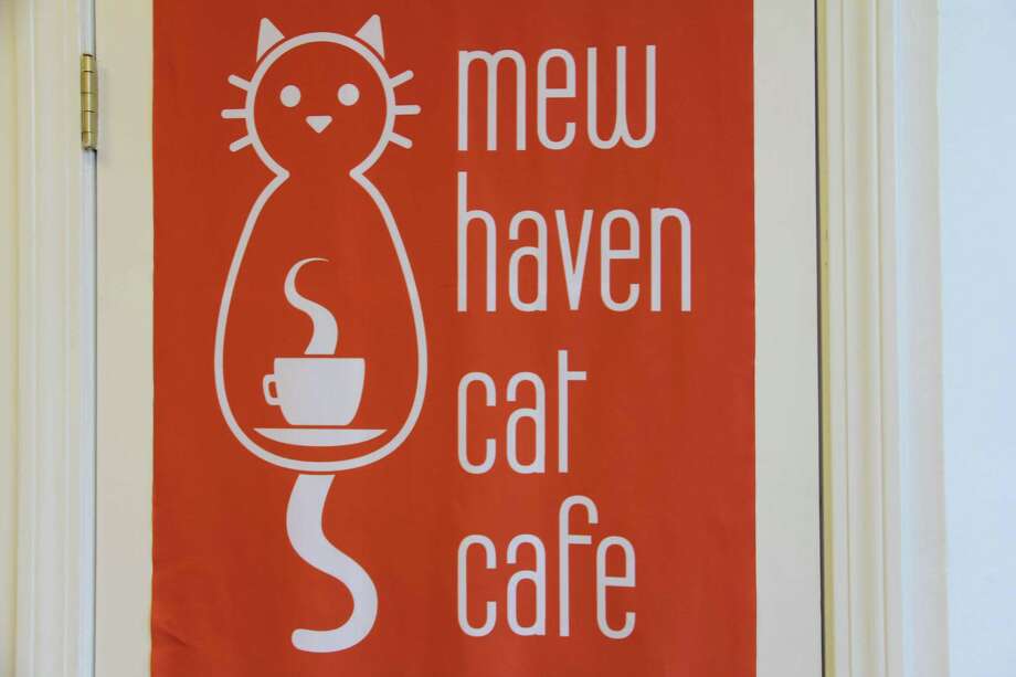  Cat  cafe  opens in New  Haven  s Westville neighbhorhood 