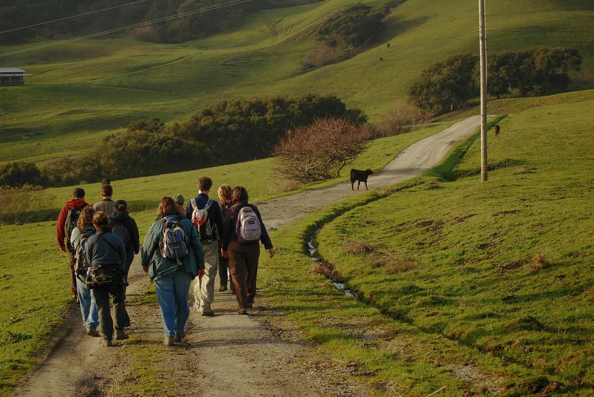 Hikers pass by Cattle on the new Harrington Creek Trail at La Honda Creek Open Space in San Mateo.