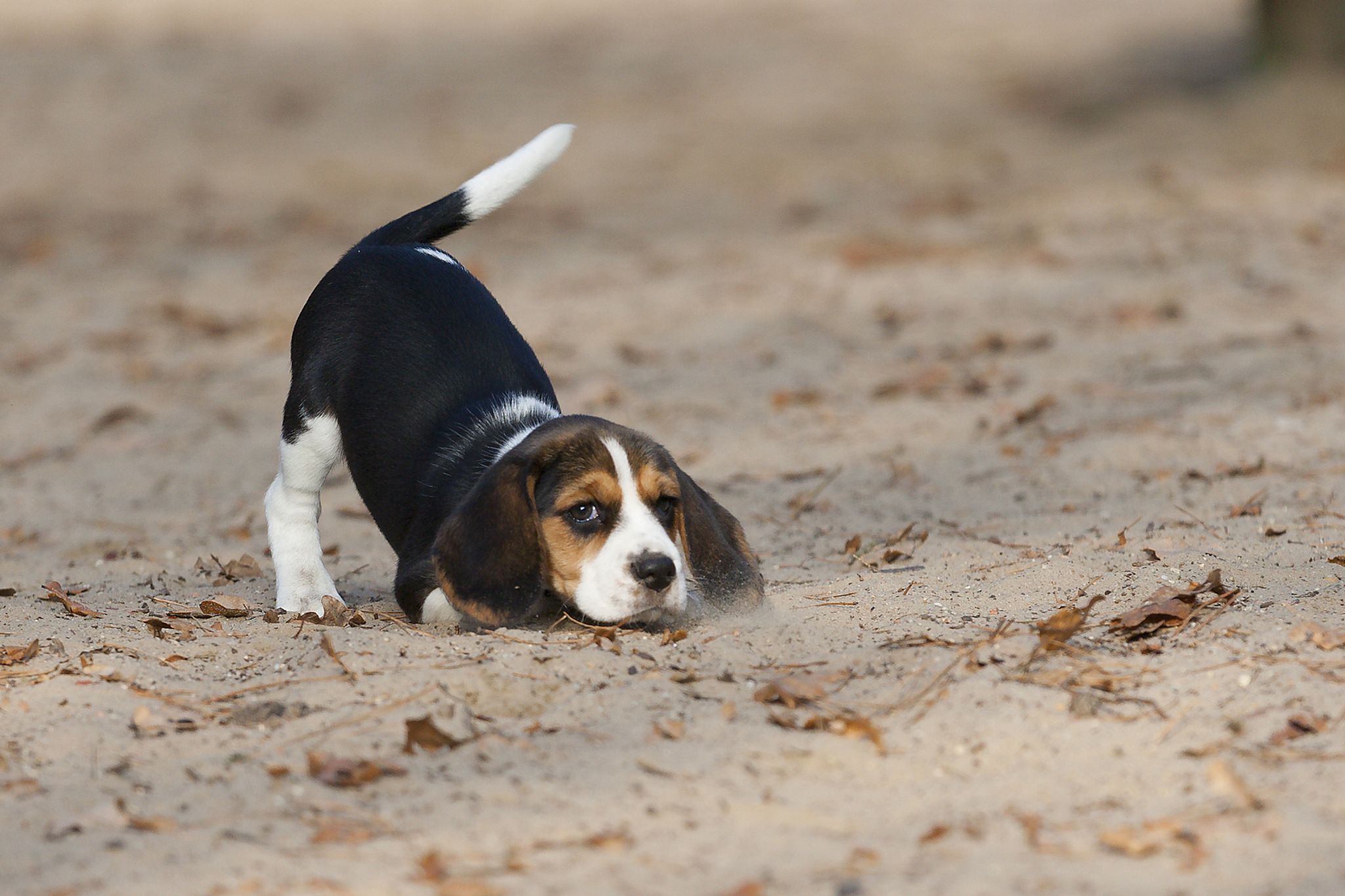 Checking Puppy Weight by Retales Botijero