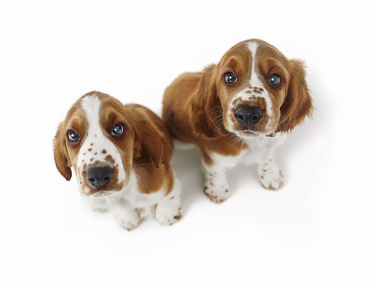 These are the puppies you need right now